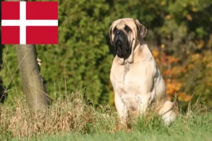 Mehr über den Artikel erfahren Mastiff Züchter und Welpen in Dänemark