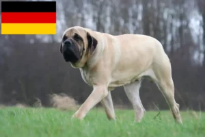 Mehr über den Artikel erfahren Mastiff Züchter und Welpen in Deutschland