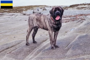 Mehr über den Artikel erfahren Mastiff Züchter und Welpen in Gelderland