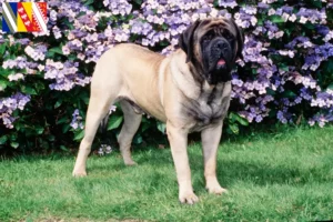 Mehr über den Artikel erfahren Mastiff Züchter und Welpen in Grand Est