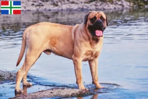 Mehr über den Artikel erfahren Mastiff Züchter und Welpen in Groningen