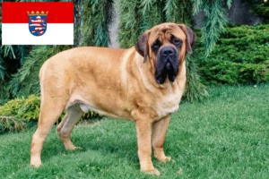 Mehr über den Artikel erfahren Mastiff Züchter und Welpen in Hessen