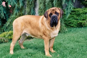 Mehr über den Artikel erfahren Mastiff Züchter und Welpen in Hovedstaden