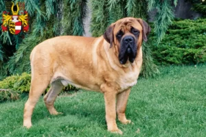 Mehr über den Artikel erfahren Mastiff Züchter und Welpen in Kärnten