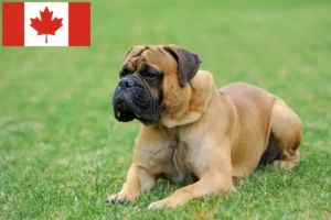 Mehr über den Artikel erfahren Mastiff Züchter und Welpen in Kanada