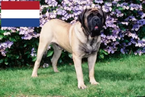 Mehr über den Artikel erfahren Mastiff Züchter und Welpen in den Niederlanden