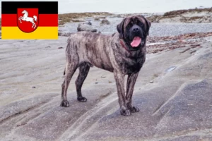 Mehr über den Artikel erfahren Mastiff Züchter und Welpen in Niedersachsen