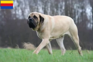 Mehr über den Artikel erfahren Mastiff Züchter und Welpen in Nordholland