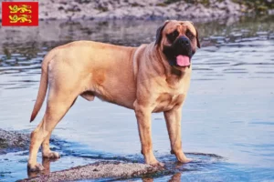 Mehr über den Artikel erfahren Mastiff Züchter und Welpen in der Normandie