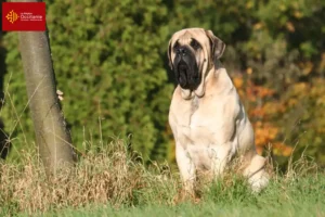 Mehr über den Artikel erfahren Mastiff Züchter und Welpen in Okzitanien