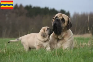 Mehr über den Artikel erfahren Mastiff Züchter und Welpen in Overijssel