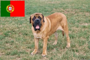 Mehr über den Artikel erfahren Mastiff Züchter und Welpen in Portugal