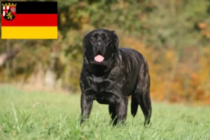 Mehr über den Artikel erfahren Mastiff Züchter und Welpen in Rheinland-Pfalz