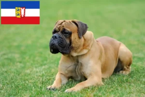 Mehr über den Artikel erfahren Mastiff Züchter und Welpen in Schleswig-Holstein