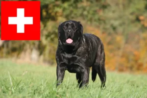 Mehr über den Artikel erfahren Mastiff Züchter und Welpen in der Schweiz