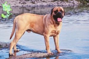 Mehr über den Artikel erfahren Mastiff Züchter und Welpen in Sjælland