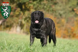 Mehr über den Artikel erfahren Mastiff Züchter und Welpen in der Steiermark