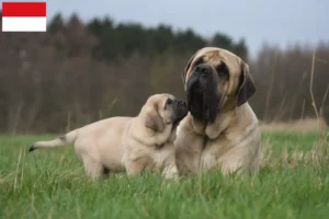 Mehr über den Artikel erfahren Mastiff Züchter und Welpen in Wien