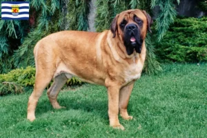 Mehr über den Artikel erfahren Mastiff Züchter und Welpen in Zeeland