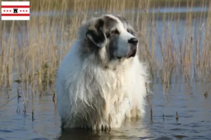 Mehr über den Artikel erfahren Mastín del Pirineo Züchter und Welpen in Drenthe