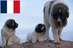 Mehr über den Artikel erfahren Mastín del Pirineo Züchter und Welpen in Frankreich