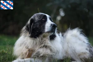 Mehr über den Artikel erfahren Mastín del Pirineo Züchter und Welpen in Friesland