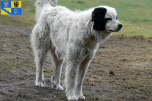 Mehr über den Artikel erfahren Mastín del Pirineo Züchter und Welpen in Olmütz