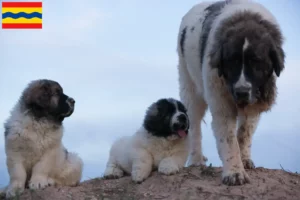 Mehr über den Artikel erfahren Mastín del Pirineo Züchter und Welpen in Overijssel