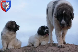 Mehr über den Artikel erfahren Mastín del Pirineo Züchter und Welpen in Pays de la Loire