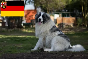 Mehr über den Artikel erfahren Mastín del Pirineo Züchter und Welpen in Rheinland-Pfalz