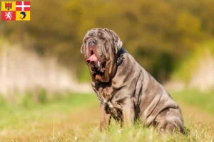 Mehr über den Artikel erfahren Mastino Napoletano Züchter und Welpen in Auvergne-Rhône-Alpes