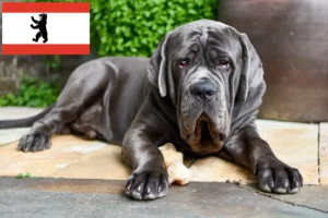 Mehr über den Artikel erfahren Mastino Napoletano Züchter und Welpen in Berlin