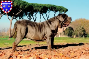 Mehr über den Artikel erfahren Mastino Napoletano Züchter und Welpen in Centre-Val de Loire