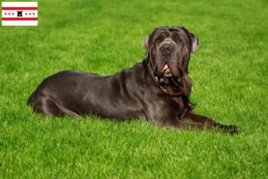 Mehr über den Artikel erfahren Mastino Napoletano Züchter und Welpen in Drenthe