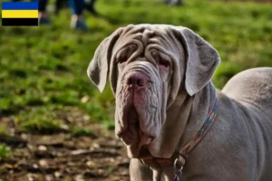 Mehr über den Artikel erfahren Mastino Napoletano Züchter und Welpen in Gelderland