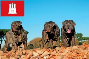 Mehr über den Artikel erfahren Mastino Napoletano Züchter und Welpen in Hamburg