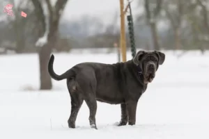 Mehr über den Artikel erfahren Mastino Napoletano Züchter und Welpen in Hovedstaden