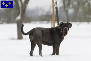 Mehr über den Artikel erfahren Mastino Napoletano Züchter und Welpen in Île-de-France