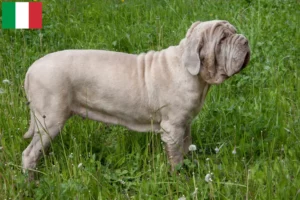 Mehr über den Artikel erfahren Mastino Napoletano Züchter und Welpen in Italien