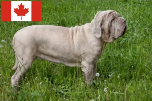 Mehr über den Artikel erfahren Mastino Napoletano Züchter und Welpen in Kanada