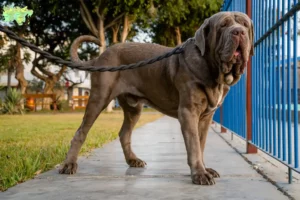 Mehr über den Artikel erfahren Mastino Napoletano Züchter und Welpen in Midtjylland