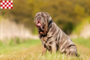 Mehr über den Artikel erfahren Mastino Napoletano Züchter und Welpen in Nordbrabant