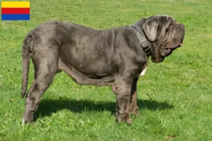 Mehr über den Artikel erfahren Mastino Napoletano Züchter und Welpen in Nordholland