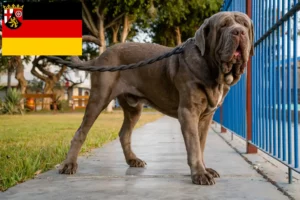 Mehr über den Artikel erfahren Mastino Napoletano Züchter und Welpen in Rheinland-Pfalz