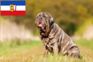 Mehr über den Artikel erfahren Mastino Napoletano Züchter und Welpen in Schleswig-Holstein