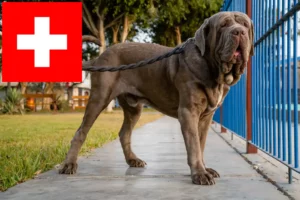 Mehr über den Artikel erfahren Mastino Napoletano Züchter und Welpen in der Schweiz