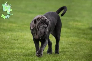 Mehr über den Artikel erfahren Mastino Napoletano Züchter und Welpen in Sjælland