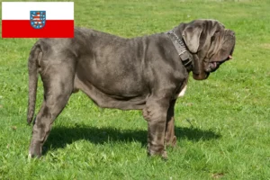 Mehr über den Artikel erfahren Mastino Napoletano Züchter und Welpen in Thüringen