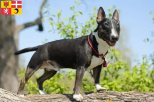 Mehr über den Artikel erfahren Miniature Bull Terrier Züchter und Welpen in Auvergne-Rhône-Alpes