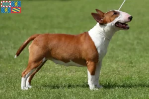 Mehr über den Artikel erfahren Miniature Bull Terrier Züchter und Welpen in Bourgogne-Franche-Comté